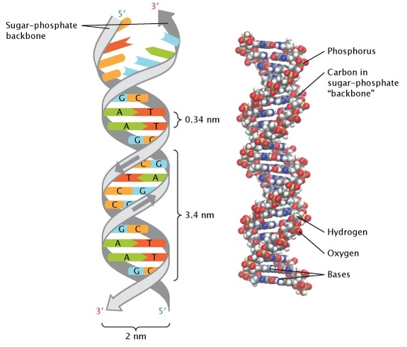 dna nitrogen 555 hhhh