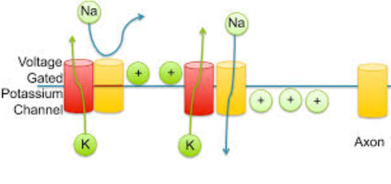 voltage gated k channel axon gloria totzke khan sikh