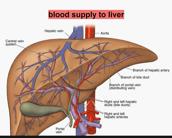 liver map ferguson